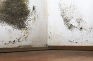 Image of damp and mould in a home